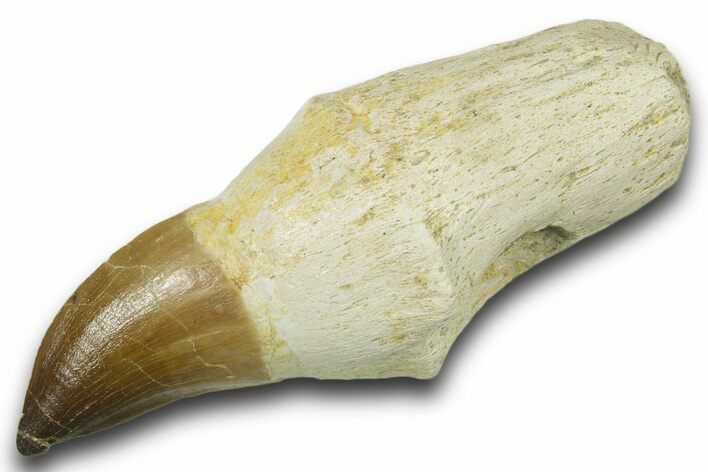 Fossil Rooted Mosasaur (Thalassotitan) Tooth - Morocco #384232